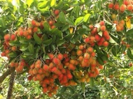 BAJA KHAS BERBUAH no 43 utk  POKOK DURIAN MANGGA BETUK LIMAU BELIMBING  RAMBUTAN CILI