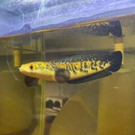 (promo) 19-20cm chana maru yellow sentarum / channa ys 19-20 cm ikan