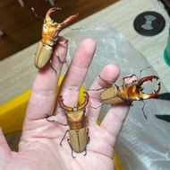 [PAPA甲蟲] 雞冠細身赤鍬形蟲