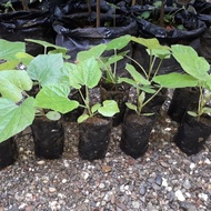 Bibit buah Beligo Bligo Kundur 20 cm tinggal di tanam Herbal MURAH