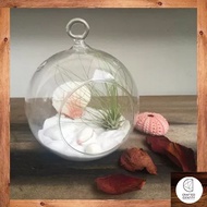 Snowy Air Plant Terrarium Kit