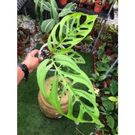 monstera esqueleto