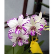 Tanaman Hias Anggrek Dendrobium Enobi - Anggrek Dendro Tanaman Hidup -