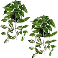 Briful Small Fake Plants Indoor (Set of 2) Realistic Faux Trailing Plant Artificial Potted Plants in