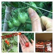 中海拔溫室栽培玉女小番茄