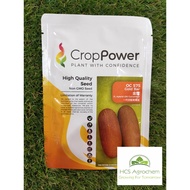 (+-1000 biji) Benih Timun Tua Crop Power F1 OC 575GOLD BAR 金霸 ，老黃瓜