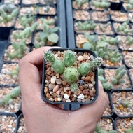 🌵💥ไข่จิ้งจก 💥🌵 Opuntia Tunilla corrugata ไม้ชำหน่อ ขนาด 4 ซม. ต้นกระบองเพชร ต้นแคคตัส (แคคตัส กระบองเพชร)