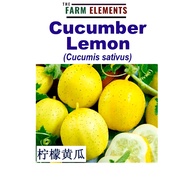 Wellgrow Cucumber Lemon (15 seeds) WHT- 柠檬黄瓜