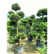 [Paling Horticulture Sdn Bhd] Bonsai Podocarpus {PLEASE PM} | Pokok Bonsai Podocarpus For Landscaping