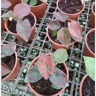 Keladi red sun/Caladium red sun