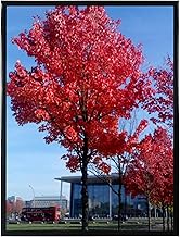 Medog 11x14 Picture Photo Frame Black Poster Frame Black Display Pictures 11 by 14 Inch, 8x10 9x11 8