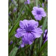 Ruellia Purple Wild Petunias Pokok Ruellia