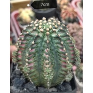 gymnolycum trex hybrid besar 7cm