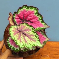 Tanaman hias Begonia pelangi / begonia rex caracas