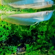 TERBARU/ Hiasan Aquarium Ikan Arwana Silver Brazil Tankmate Aquascape