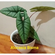 Alocasia Bisma Borneo