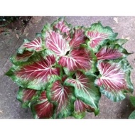 Precious new varieties, changeable colors, five flower male seed red net seed 50pcs caladium seed