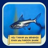 IKAN HIAS AIR TAWAR - GENGHIS KHAN / HIU AIR TAWAR (±15CM)