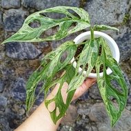 tanaman janda bolong varigata monstera adansonii variegata - varigata