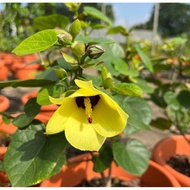 Hibiscus Tiliaceus (Dwarf) Talipariti Tiliaceum (Dwarf) (0.5m)