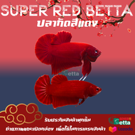 ปลากัดสีแดง 1คู่ ตัวผู้ + ตัวเมีย7/11 Betta Farm