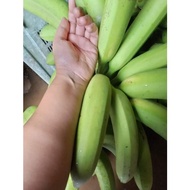 POKOK PISANG RAJA TALUN / RAJA TALON / TOMAN