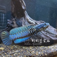 Channa ornatipinnis/幻彩蓝宝石雷龙(6inci )