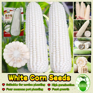 Sweet Glutinous White Corn Seeds for Sale (35 pcs/pack) Organic Sweet Corn Seeds for Planting Vegeta
