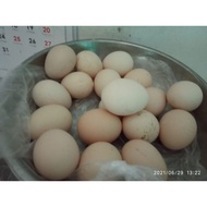 Telur Ayam Pakhoy Maneedaeng X Blackbull Full Brakot - Bangkok Import