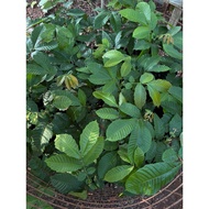 anak pokok Matoa/longan brazil/kristal berbuah seawal 2-3 tahun