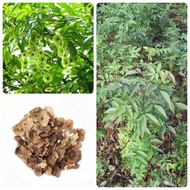 Ready Stock Fast Shipping ins Bulk Seed Seed Money Pine Seed Golden Pine Age New Quantity Large Disc