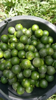 Jeruk kasturi /sonkit/lemon cui segar berat 1 kg. Pengiriman dari Medan