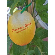 巴拿马🇵🇦玫瑰百香果🌹PANAMA GOLD PASSION FRUIT🌹