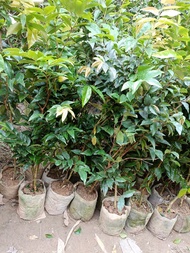 Cây giống nho thân gỗ 12 vụ cao >1m - thegioiraumam