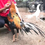 Ayam Bangkok Ekor Lidi Panjang Super Orange semu kuning 478 telur