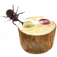 Beetle Jelly Table Single Hole Double Hole with Jelly Stag Beetle Unicorn Insect Jelly Feeding Box B