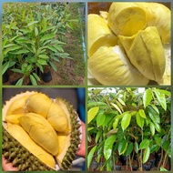 ต้นทุเรียนหมอนทอง(Monthong Durian) เป็นสายพันธุ์นิยมมาก เป็นทุเรียนที่เรือนต้นดีออกดอกมาก  ดกทุกปี  มักให้ผลใหญ่ เนื้อหนา มีสีเหลือง  มีกลิ่นอ่อน  รสชาติหวานมัน  พอดี ก้านขั้วแข็ง ผลทรงกลม และยาวรี  ปลูกง่าย (ต้นพันธุ์เสียบยอด)  พร้อมปลูก