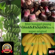Bibit bonggol pisang cavendish sunpride BIBIT PISANG BONGGOL PISANG/.