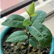 spot seeds 1PCS Bay Leaf Seeds Laurel Plant Bayleaf Tree Seeds