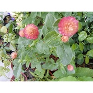 20 biji benih salmon amaranth globe/ gomprhena/ bunga butang