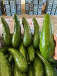 พร้อมส่ง !! อะโวคาโด 034 เวียดนาม แท้ !!