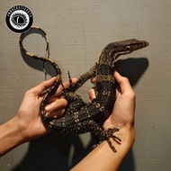 varanus salvator juve