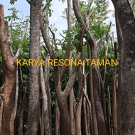 Pohon trembesi besar