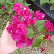 [JA.MINIGARDEN] RM1 KERATAN POKOK BUNGA KERTAS. BOUGAINVILLEA. BUNGA KERTAS PUTIH DARKPINK KINDPURPL