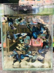 1 pair / 1 pasang Live Fish Guppy dumbo blue platinum gapi dumbo blue platinum guppy murah gapi mura