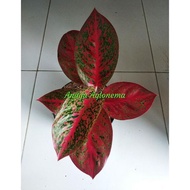 Aglonema red stardus/Aglaonema red stardus