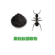 Black Ant Extract Powder, Polyrachis Ants P.E. 20:1, Hei Ma Yi 100g