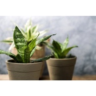 Snake plant, purifying plant, small