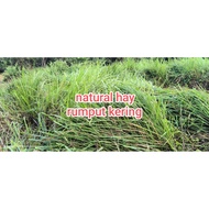 Rumput pygmy goat Arnab guinea piq Timothy hay alfalfa crispy premium fresh  Lalang kering imperata 