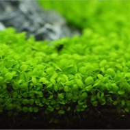 Bibit Benih Aquascape Carpet Karpet Seed Monte Carlo Kemasan Jumbo